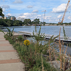 A photo overlooking Monona Bay with a floating pier
